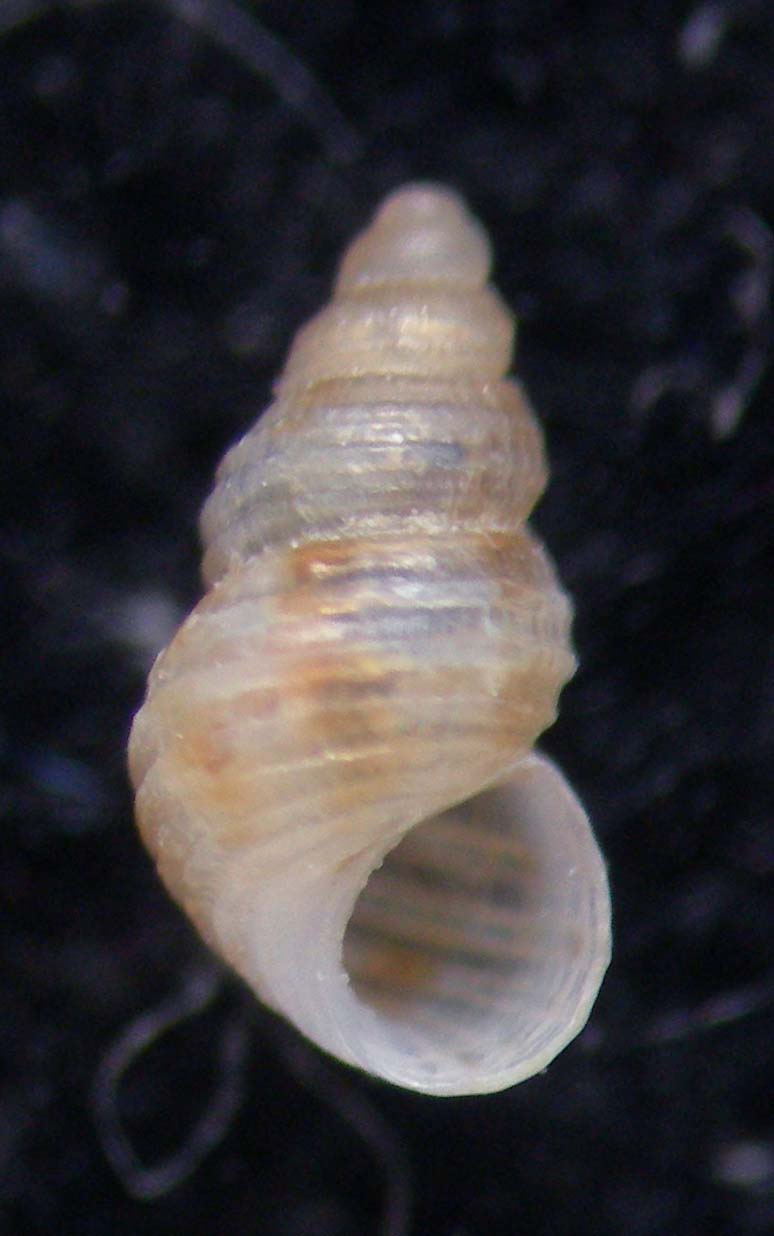 Alvania sculptilis
